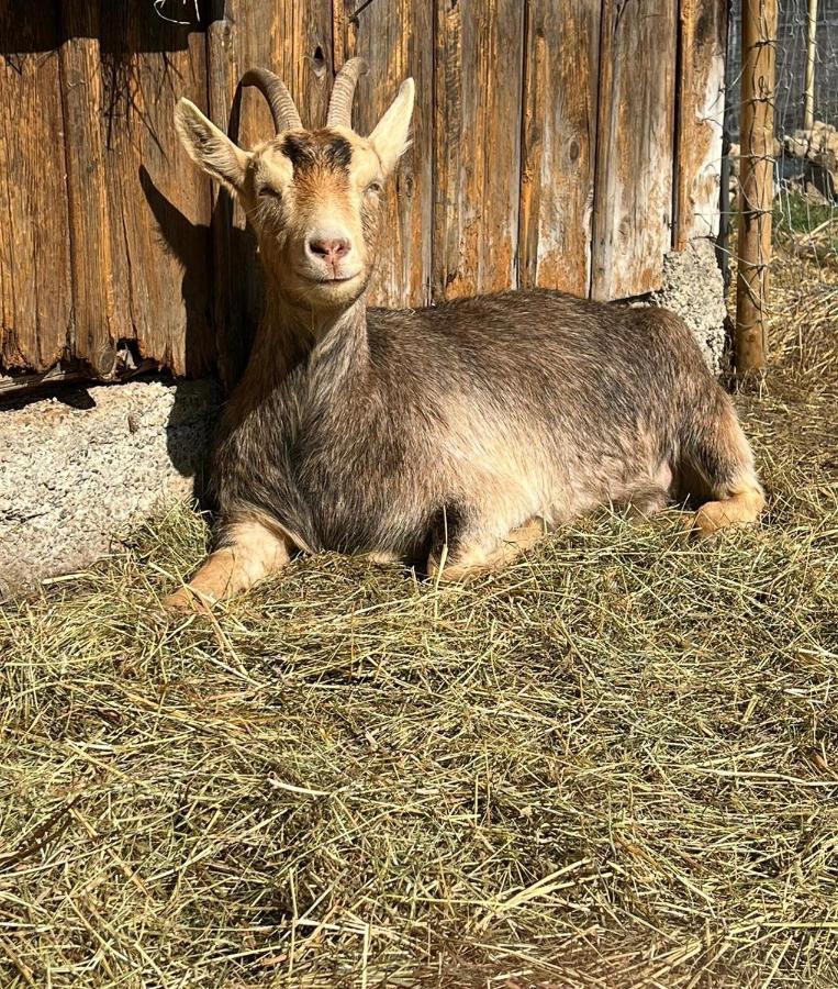 Appartamento Muehlbach'S Kaufbeuren Esterno foto